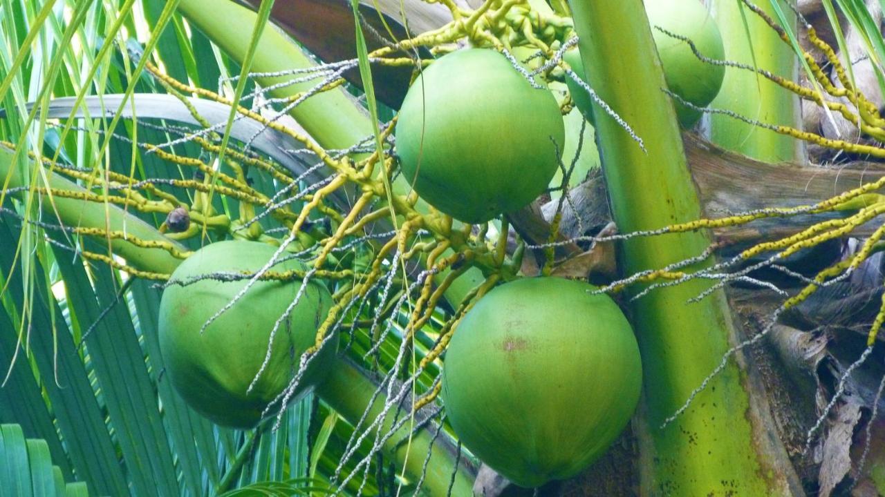 Malvilla 佩雷贝勒 外观 照片